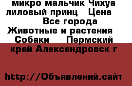 микро мальчик Чихуа лиловый принц › Цена ­ 90 - Все города Животные и растения » Собаки   . Пермский край,Александровск г.